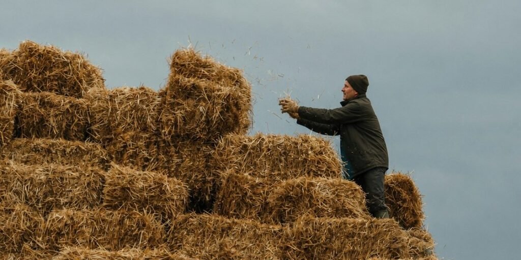 Agricultural workers lifting and handling feed sacks on a Cumbria farm